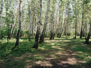 Birch tree forest in park area of the city at sunny summer day. Green grass and white bark of the trees in forest