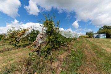 Verger par beau temps, culture de pommes