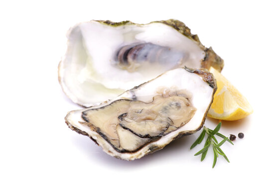 Oysters on a white background with lemon