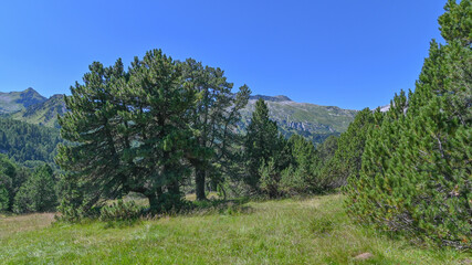 Fototapeta premium Panorama di pini in alta montagna in agosto, con cielo blu in sottofondo
