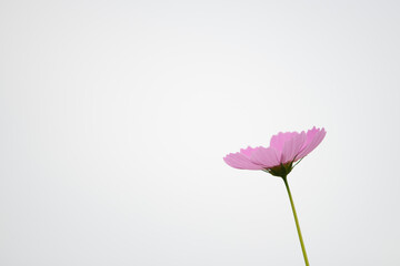 Fototapeta premium 白背景のピンクのコスモス