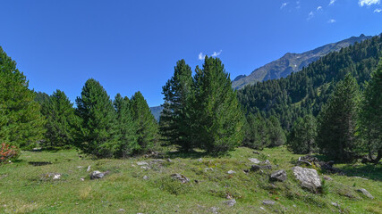 Fototapeta na wymiar Panorama di pini in alta montagna in agosto, con cielo blu in sottofondo