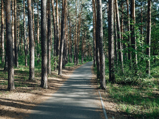 Fototapeta na wymiar Asphalted foot lane among the tall pine trees in park area at sunny say. Pathway in pine forest at summer day