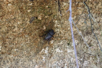 山にいるカブトムシ