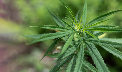 Close up marijuana, alternative herbal medicine concept