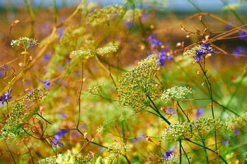 beautiful summer landscape with yellow wild flowers