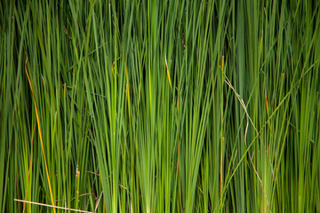 background from thickets of green cattail