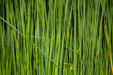 background from thickets of green cattail