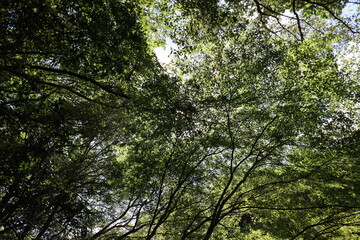 深緑の道の風景
