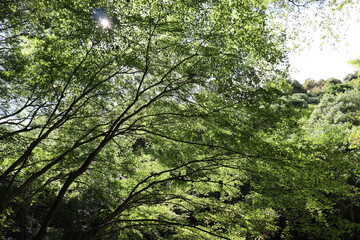 深緑の道の風景