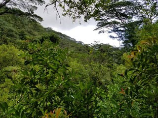 Rain forest hike in Oahu Hawaii