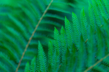 Ferns, Springtime in Saja river, Cabezon de la Sal Municipality, Cantabria, Spain, Europe