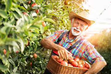 Smiling fruit grower hold apples on a wooden box after © Cherries