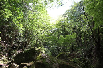 深緑の道の風景