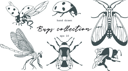 Set of watercolor hand painted collection of hand drawn bugs, bee, dragonfly. Illustration isolated on white background.