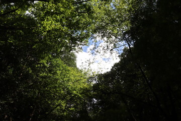 深緑の道の風景