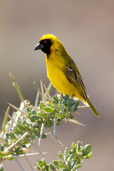 Karoo National Park South Africa: Southern Masked Weaver