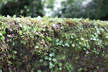 深緑の道の風景