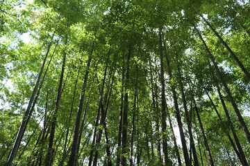 深緑の道の風景