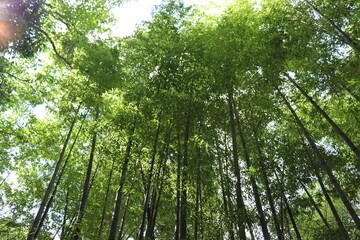 深緑の道の風景