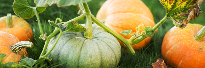 green and orange pumpkins on grass in the garden. autumn harvest time. natural fall background