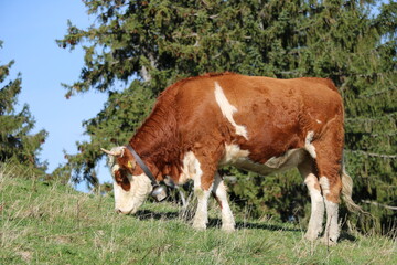 Obraz premium Cows on Blomberg Mountain, Bad Tölz, Upper Bavaria, Germany