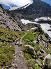 mountain goats in Glacier National Park