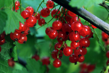 red currant berries