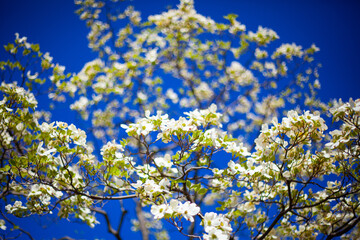 ハナミズキの花