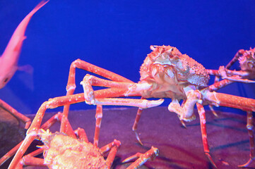 深海に生息する巨大な蟹　タカアシガニ（日本の新江ノ島水族館）