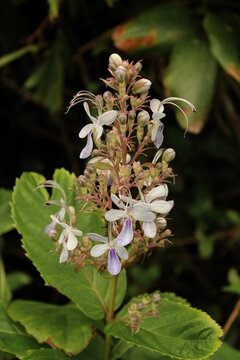 Rotheca Serrata flower in the forest