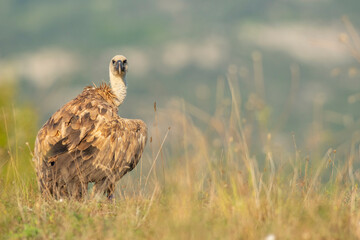 A griffon vulture (Gyps fulvus)