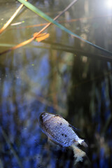 Dead fish in a lake with a heart-shaped leaf above its head