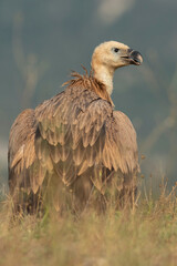 A griffon vulture (Gyps fulvus)