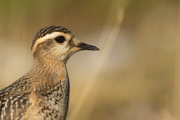 A dotterel (Charadrius morinellus) during its migration in Catalonia