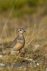A dotterel (Charadrius morinellus) during its migration in Catalonia