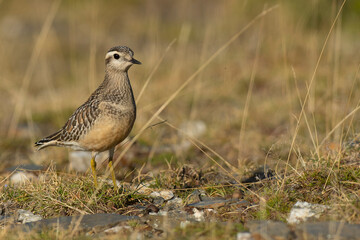 A dotterel (Charadrius morinellus) during its migration in Catalonia
