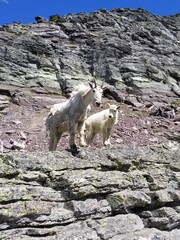 Fototapeta na wymiar mountain goats in summer