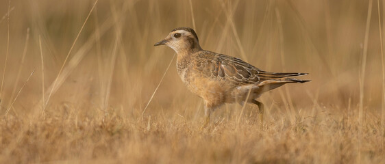 A dotterel (Charadrius morinellus) during its migration in Catalonia