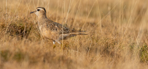 A dotterel (Charadrius morinellus) during its migration in Catalonia