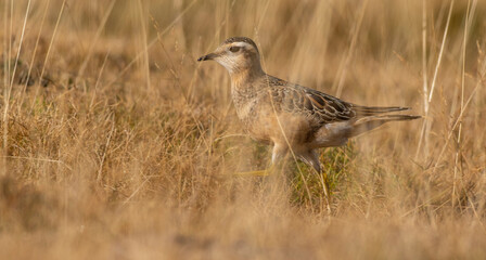 A dotterel (Charadrius morinellus) during its migration in Catalonia