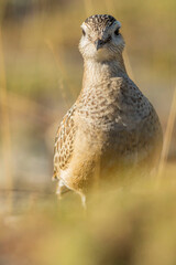 A dotterel (Charadrius morinellus) during its migration in Catalonia