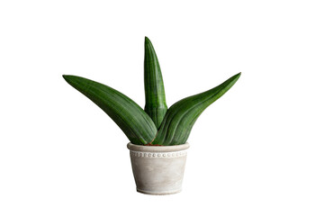 Cylindrical snake plant on gray pot isolated on white background.