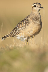 A dotterel (Charadrius morinellus) during its migration in Catalonia