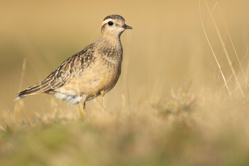 A dotterel (Charadrius morinellus) during its migration in Catalonia