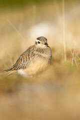 A dotterel (Charadrius morinellus) during its migration in Catalonia