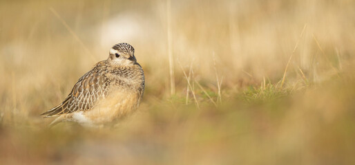 A dotterel (Charadrius morinellus) during its migration in Catalonia