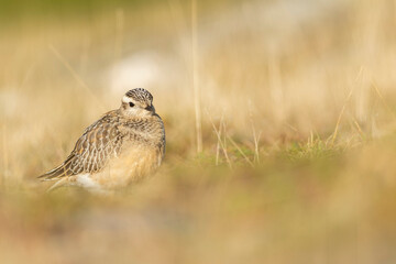 A dotterel (Charadrius morinellus) during its migration in Catalonia