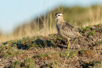 A dotterel (Charadrius morinellus) during its migration in Catalonia