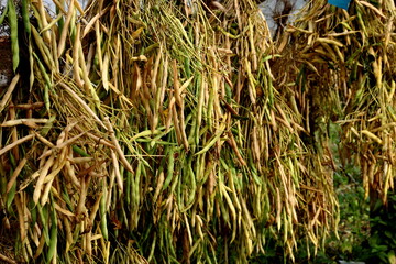 Bean with pods are dried in a greenhouse. dried pod beans